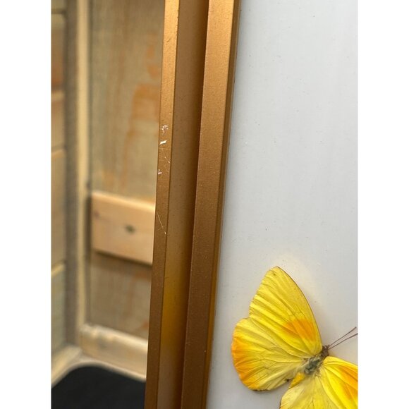 Framed Butterfly Display With Gold Frame & Natural Dried Stalks - Picture 11 of 16